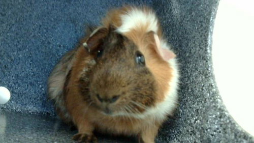 BROWNIE