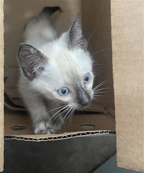 PENELOPE