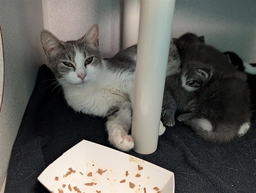 ZENA, Adult Domestic Short Hair (medium coat), cat for adoption in Euless, Texas