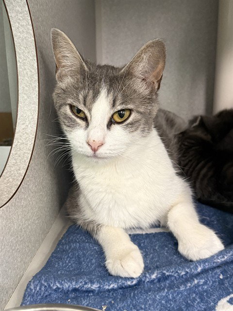 ZENA, Adult Domestic Short Hair (medium coat), cat for adoption in Hurst, Texas
