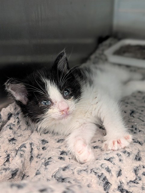 CLOVER, Baby Domestic Short Hair (medium coat), cat for adoption in Hurst, Texas