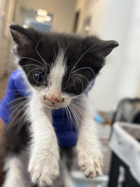 OREO