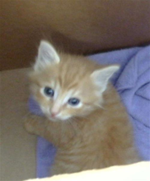 MICAH