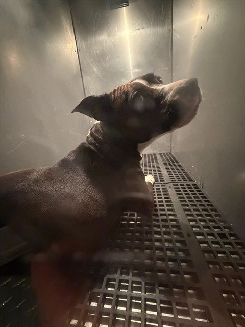 BITE DOG