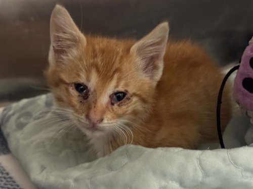 CHESSIE, Baby Domestic Short Hair (medium coat), cat for adoption in Hurst, Texas