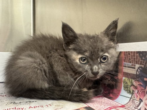 STELLA, Baby Domestic Short Hair (medium coat), cat for adoption in Euless, Texas