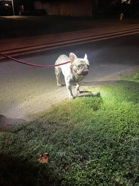 ENZO