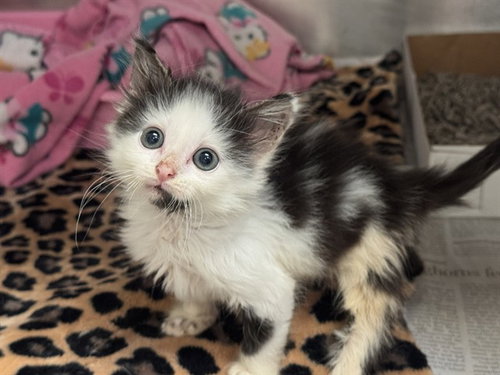 RUDY, Baby Domestic Medium Hair (medium coat), cat for adoption in Hurst, Texas