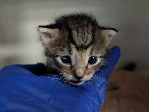 SAGE, Baby Domestic Short Hair (medium coat), cat for adoption in Hurst, Texas