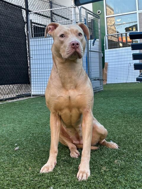 STORMY, a dog for adoption from Dallas Animal Services