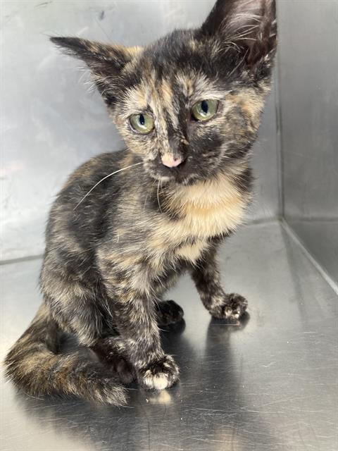 CALI, Baby Domestic Short Hair (medium coat), cat for adoption in Irving, Texas