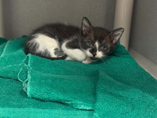 CLUE, Baby Domestic Short Hair (medium coat), cat for adoption in Hurst, Texas