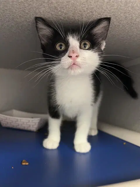 Page - Domestic Short Hair