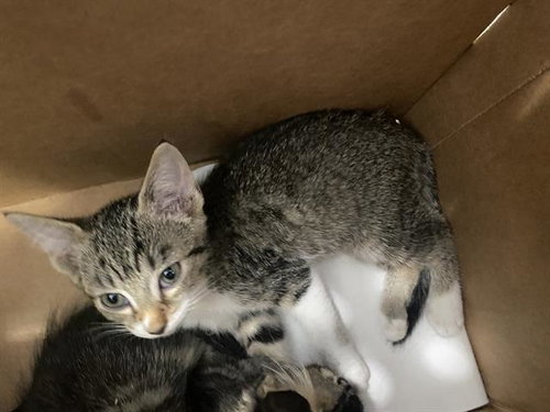 AMAYA, Baby Domestic Short Hair (medium coat), cat for adoption in Flower Mound, Texas