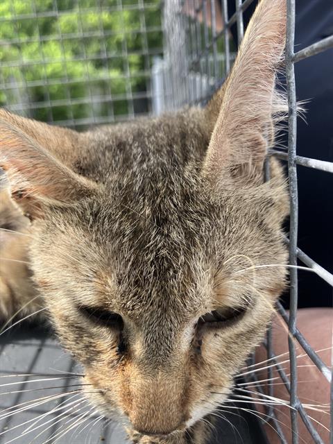SAM, Young Domestic Short Hair (medium coat), cat for adoption in Flower Mound, Texas