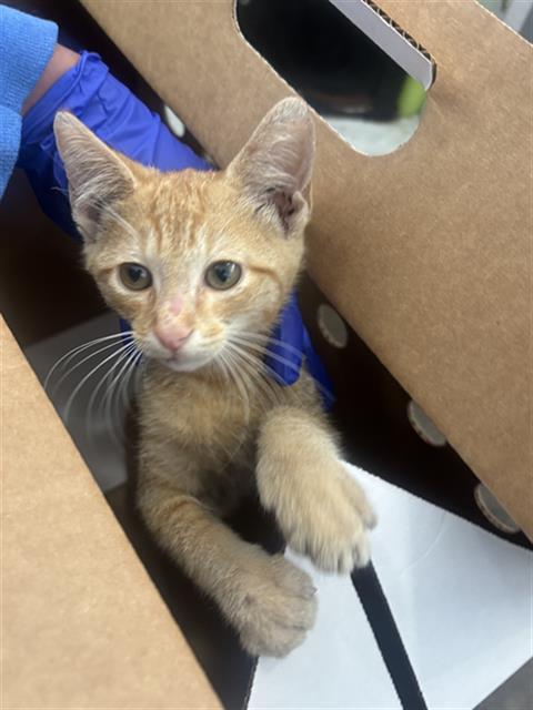 GARFIELD, Baby Domestic Short Hair (medium coat), cat for adoption in Flower Mound, Texas
