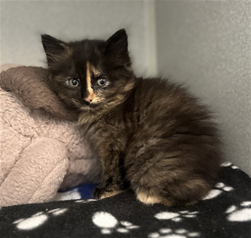MARMALADE, Baby Domestic Short Hair (medium coat), cat for adoption in Hurst, Texas