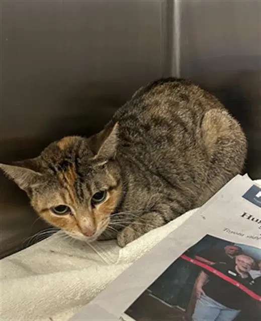 Jesse - Domestic Short Hair