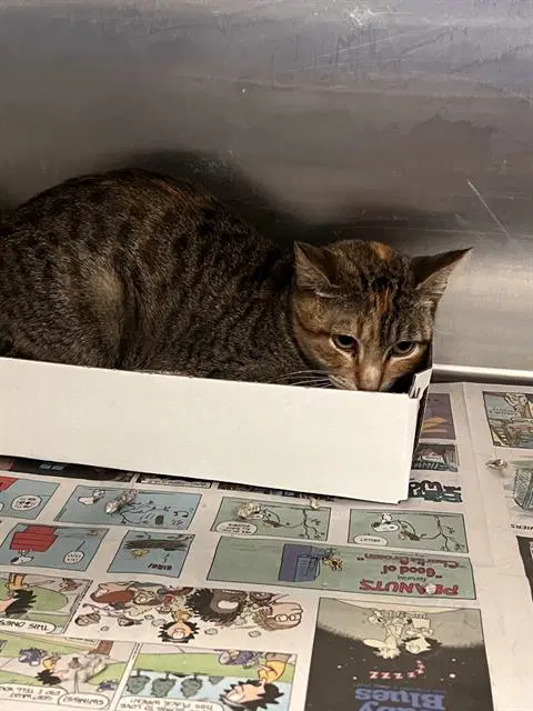Jesse - Domestic Short Hair