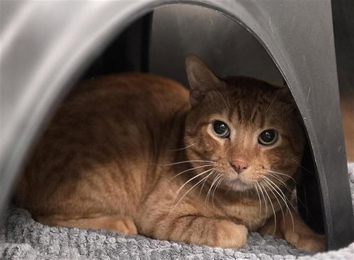 DUCHESS, Adult Domestic Short Hair (medium coat), cat for adoption in Bedford, Texas