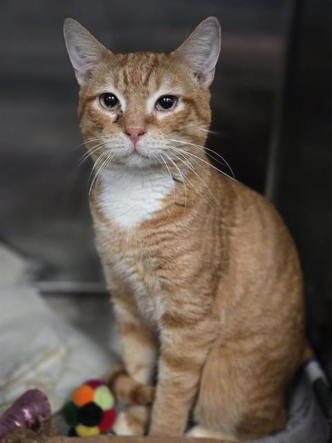 TIGGER, Adult Domestic Short Hair (medium coat), cat for adoption in Bedford, Texas