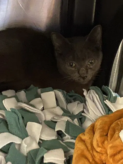 Back Br - Domestic Short Hair