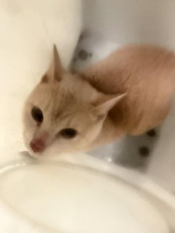 SAM