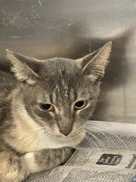 Back Br - Domestic Short Hair