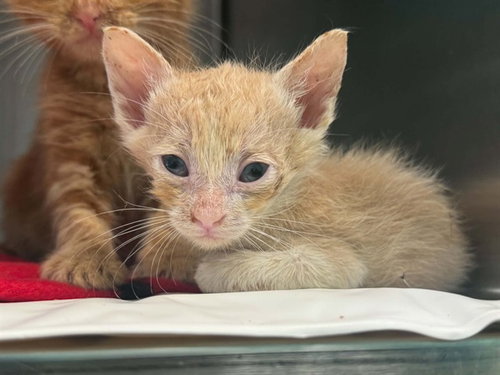 MAX, Baby Domestic Medium Hair (medium coat), cat for adoption in Hurst, Texas