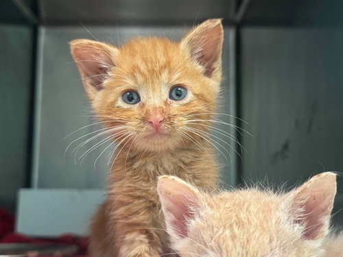 SAM, Baby Domestic Medium Hair (medium coat), cat for adoption in Hurst, Texas