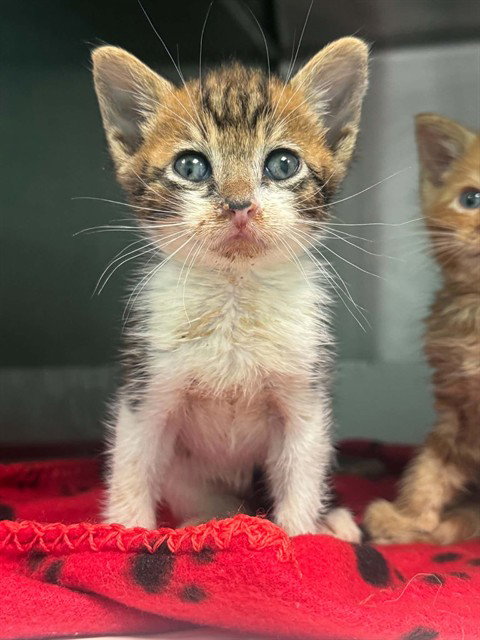 ALEX, Baby Domestic Medium Hair (medium coat), cat for adoption in Hurst, Texas