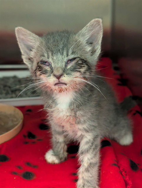 STEVIE, Baby Domestic Short Hair (medium coat), cat for adoption in Lewisville, Texas