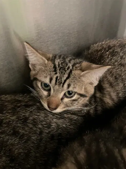 Straw - Domestic Short Hair