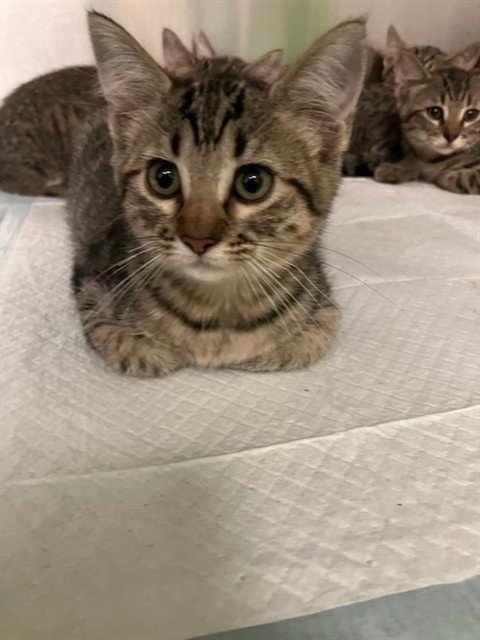 SPORK, Baby Domestic Short Hair (medium coat), cat for adoption in Lewisville, Texas