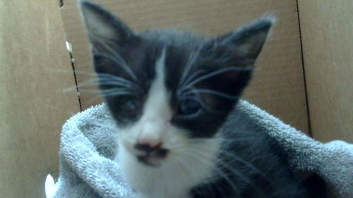 WADDLES, Baby Domestic Medium Hair (medium coat), cat for adoption in Lewisville, Texas