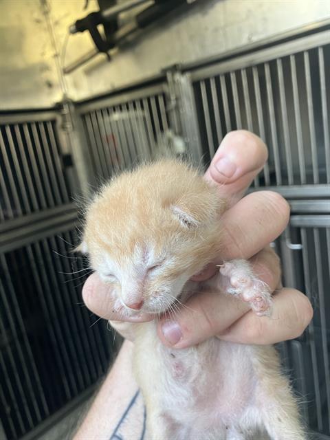 KITTEN 1