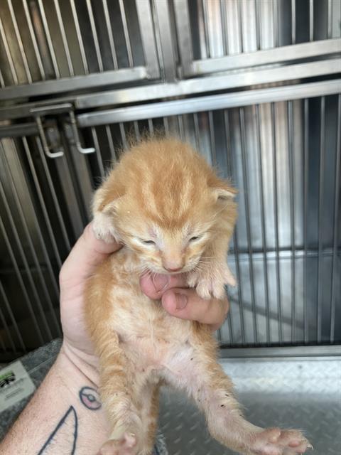 KITTEN 2