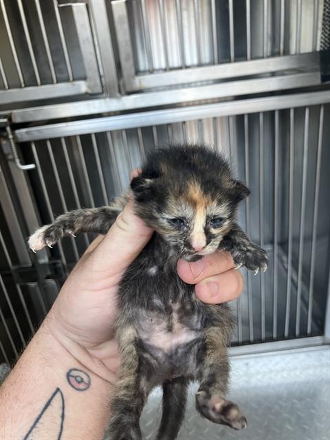 KITTEN 3