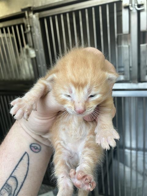 KITTEN 4