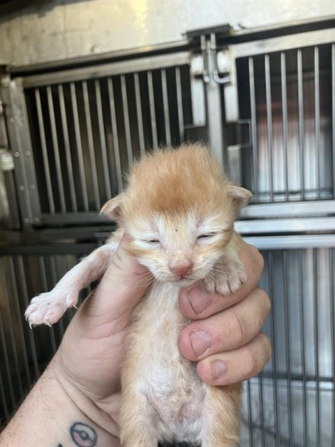 KITTEN 5
