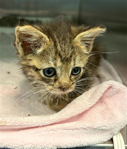 TIANA, Baby Domestic Short Hair (medium coat), cat for adoption in Arlington, Texas