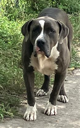 BRUNO