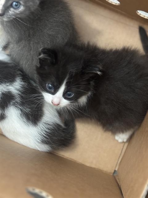 SIMBA