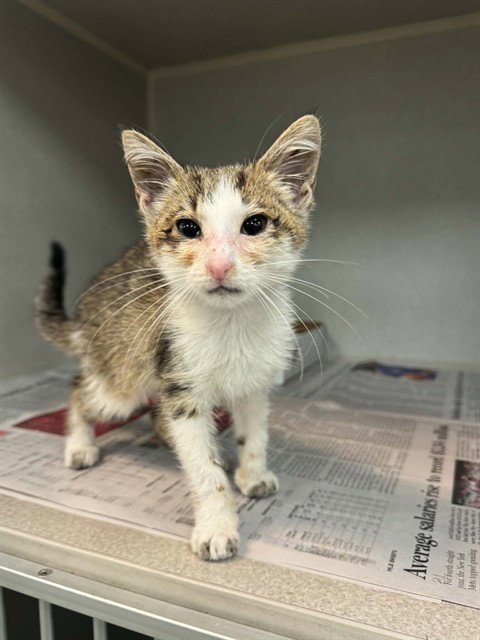 CHRISTOPHER, Baby Domestic Short Hair (medium coat), cat for adoption in Hurst, Texas