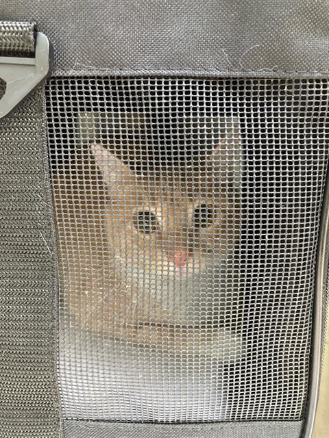 Sol