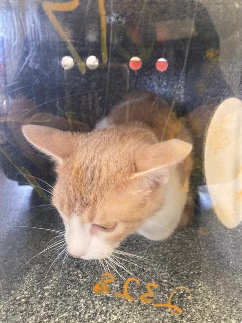 CAT2