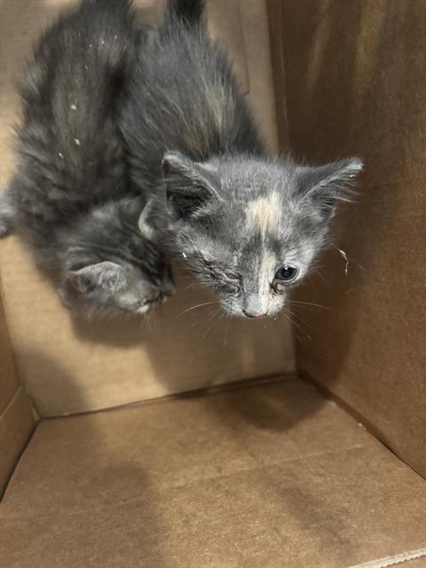 HAZEL