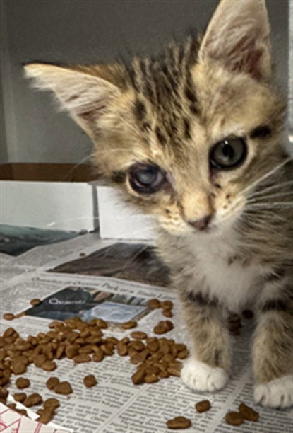 TERRA, Baby Domestic Short Hair (medium coat), cat for adoption in Hurst, Texas