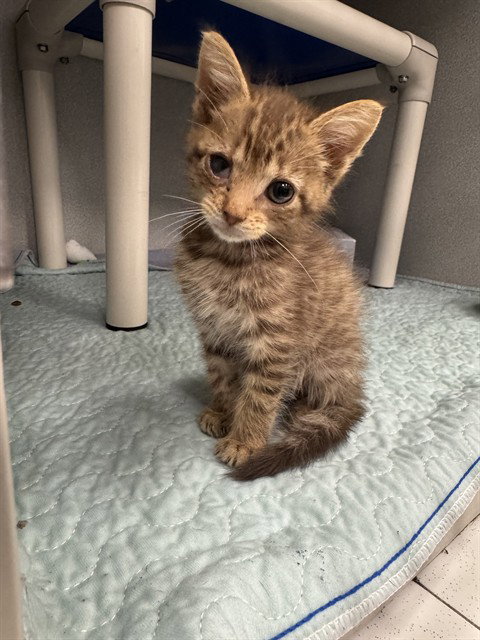 KOVU, Baby Domestic Short Hair (medium coat), cat for adoption in Hurst, Texas