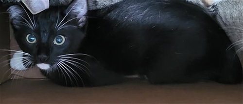CHARLIE